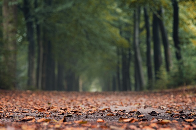Clean forest trail with minimal human impact showing responsible outdoor behaviour and conservation