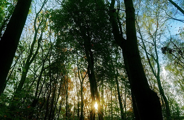 Dense boreal forest with birch and spruce trees in northern Canada