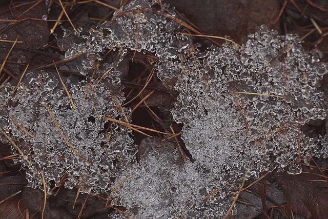Pine needles frost crystals winter morning macro detail forest floor