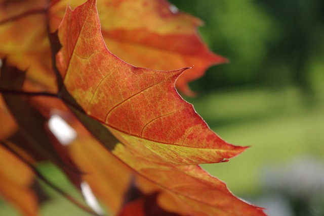 Autumn maple leaves orange red foliage Ontario forest trail