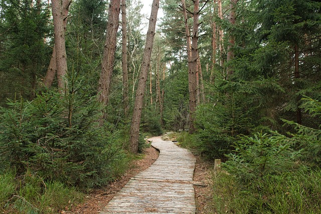 Wooden boardwalk trail through wetland marsh area New Brunswick nature reserve