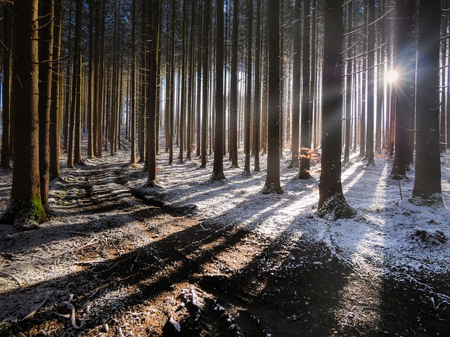 Snow covered pine trees winter forest Quebec landscape