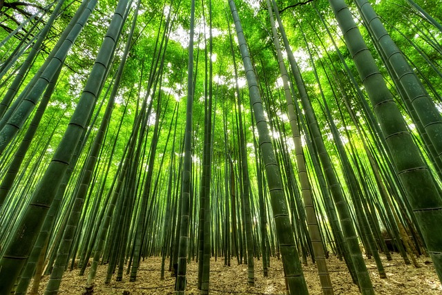 Tall cedar trees in British Columbia temperate rainforest green canopy