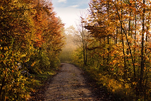 Forest trail through Canadian boreal woodland with sunlight filtering through trees