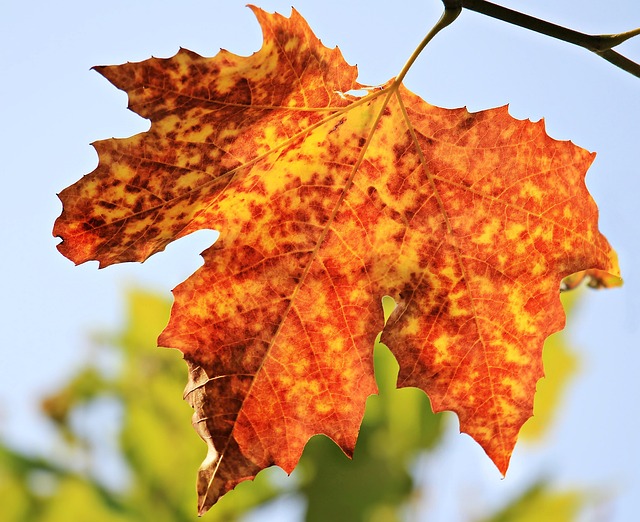 Autumn maple trees brilliant orange red foliage Algonquin Park Ontario