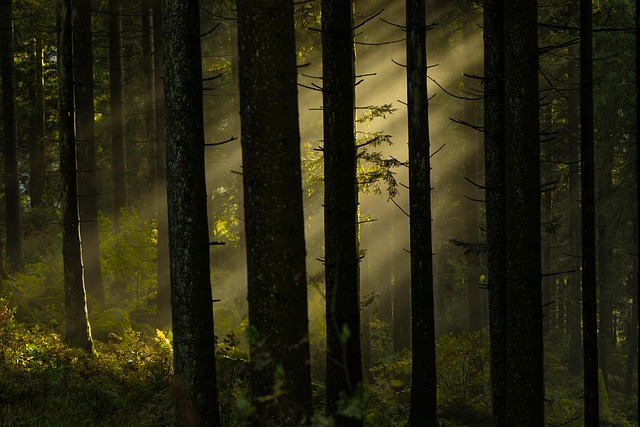Canadian boreal forest sunlight through tall pine trees nature education setting