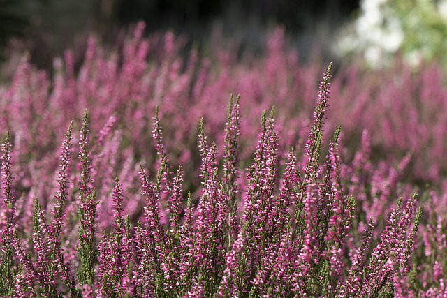 Summer meadow wildflowers at forest edge golden sunlight Prince Edward Island