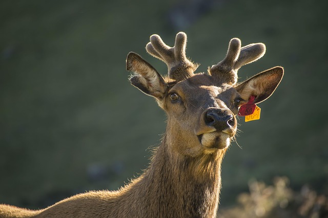 White-tailed deer standing in forest clearing early morning dew Canadian wilderness