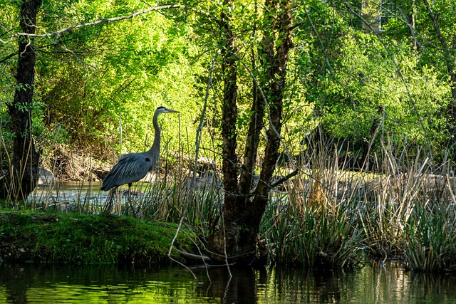 Great blue heron standing by forest stream shallow water bird watching Canada
