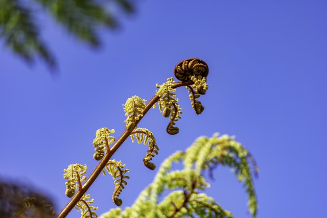 Fern fronds unfurling spring growth forest understory green curled
