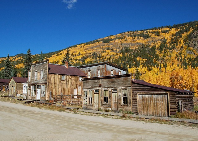 Aspen grove golden leaves trembling foliage Rocky Mountain foothills Alberta