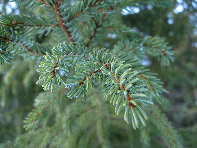 Boreal forest landscape vast expanse spruce and pine northern Canada aerial view
