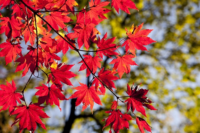 Deciduous hardwood forest maple oak beech trees autumn colours eastern Canada