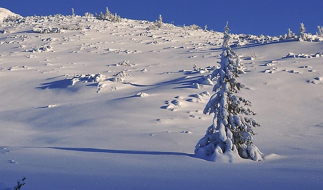 Snow-covered spruce trees winter landscape Quebec Laurentian Mountains frozen