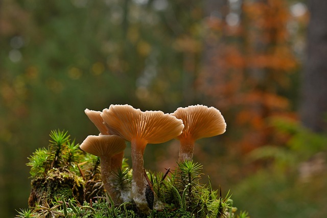 Close-up of forest mushrooms growing on fallen birch log macro nature photography