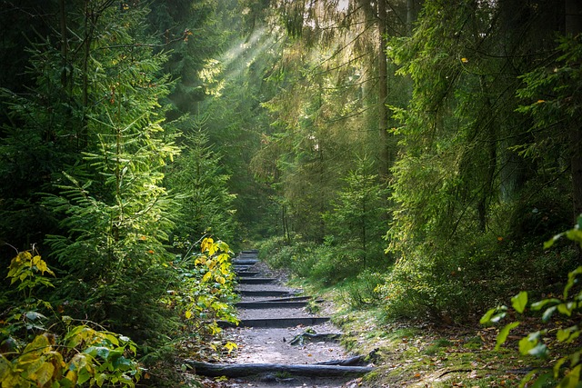 Forest trail winding through tall cedar trees Pacific Rim British Columbia